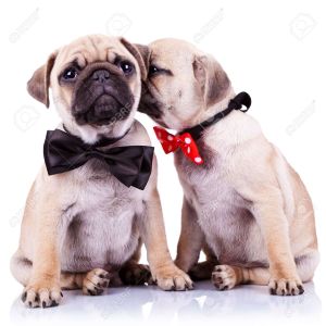 12581768-lady-mops-puppy-whispering-something-or-kissing-its-gentleman-partner-while-seated-cute-mops-couple--Stock-Photo