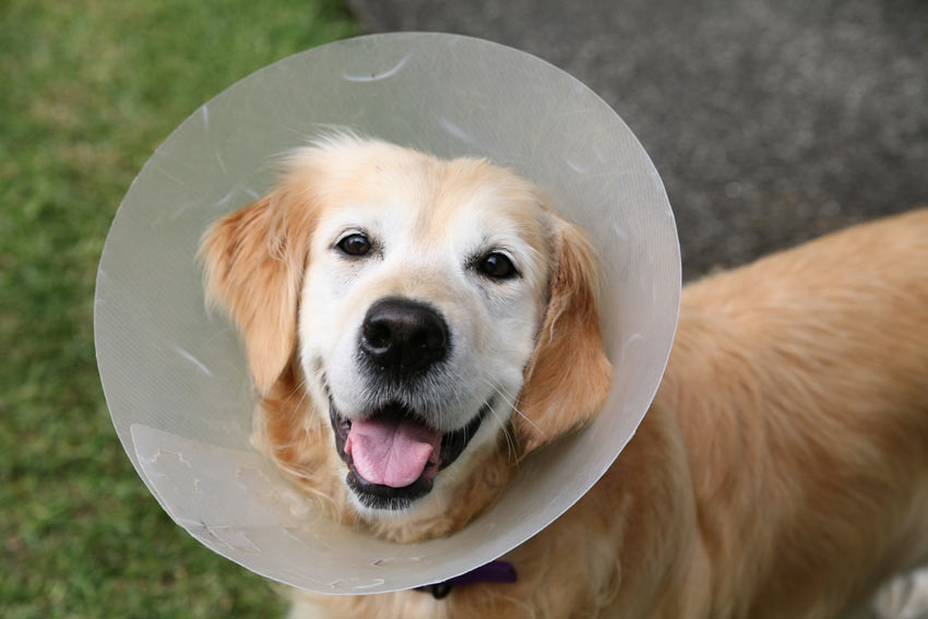 Dog-Dog_Guide-A_Golden_Retriever_wearing_an_Elizabethan_Collar